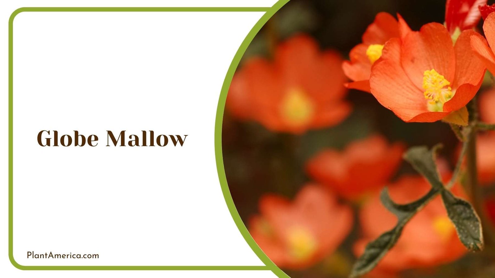 Globe Mallow In Land Plant America