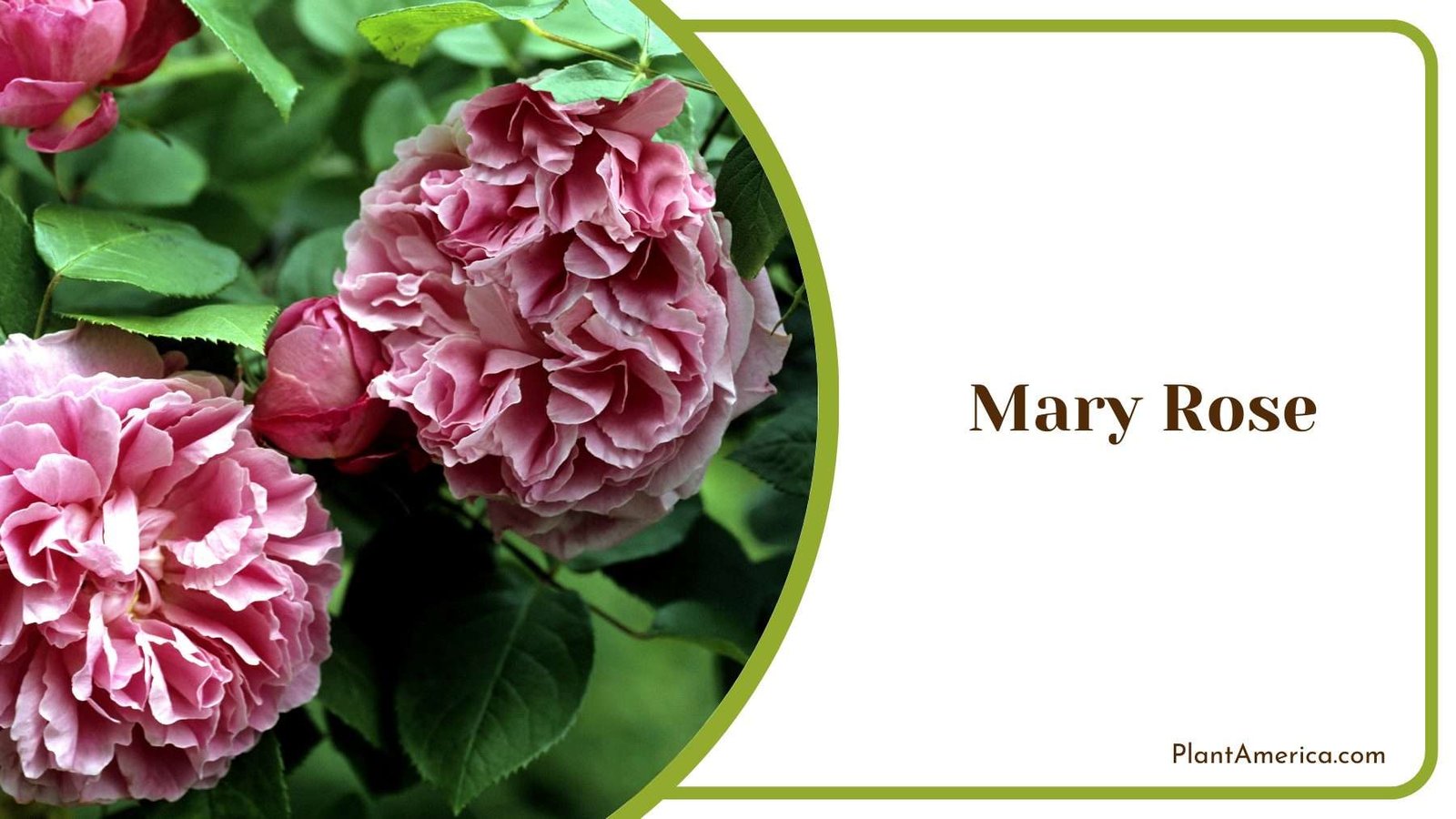 Gorgeous Mary Rose Plant America