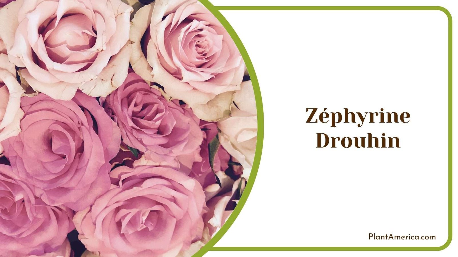 Gorgeous Zephyrine Drouhin Plant America