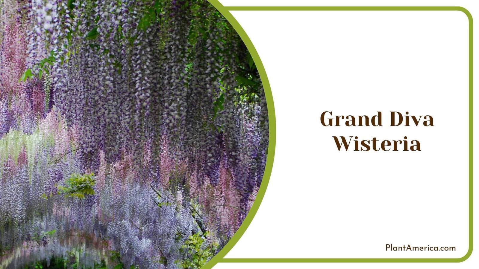 Grand Diva Wisteria Plant America