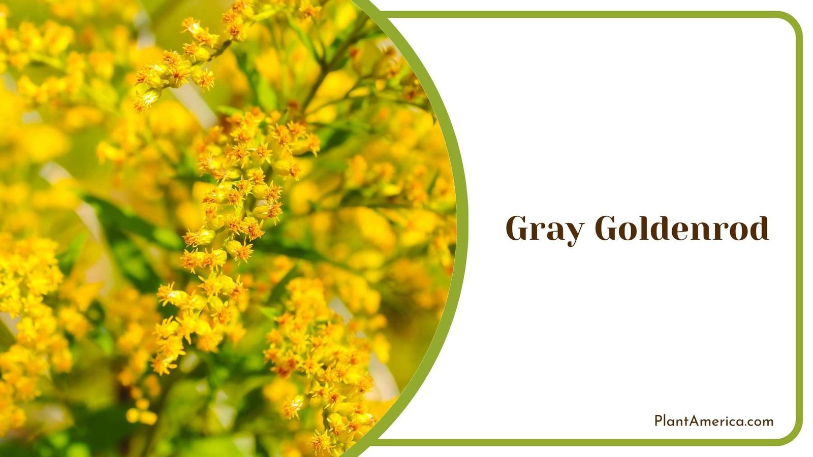 Gray Goldenrod Plant Plant America