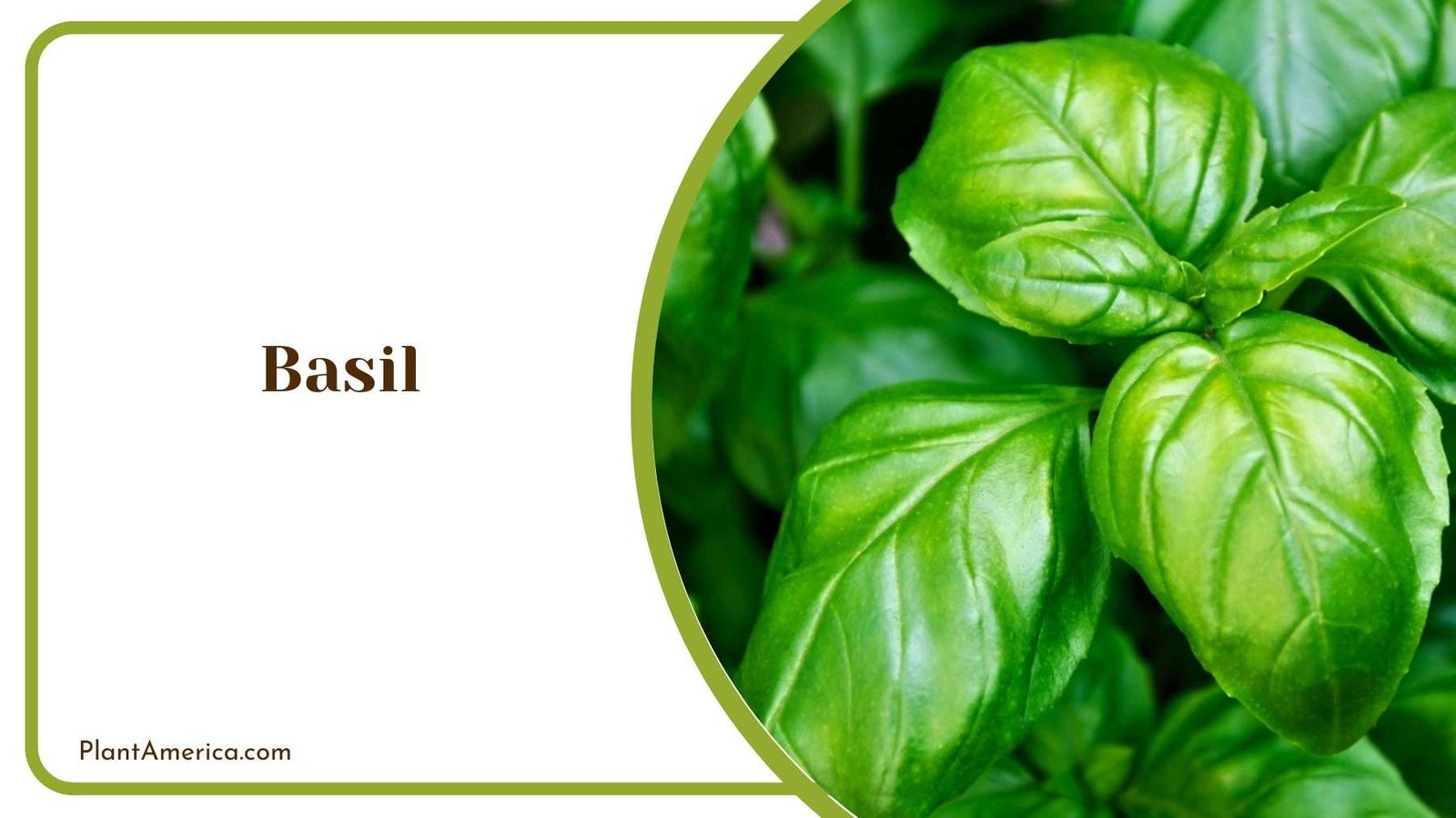 Green Basil Plants Plant America