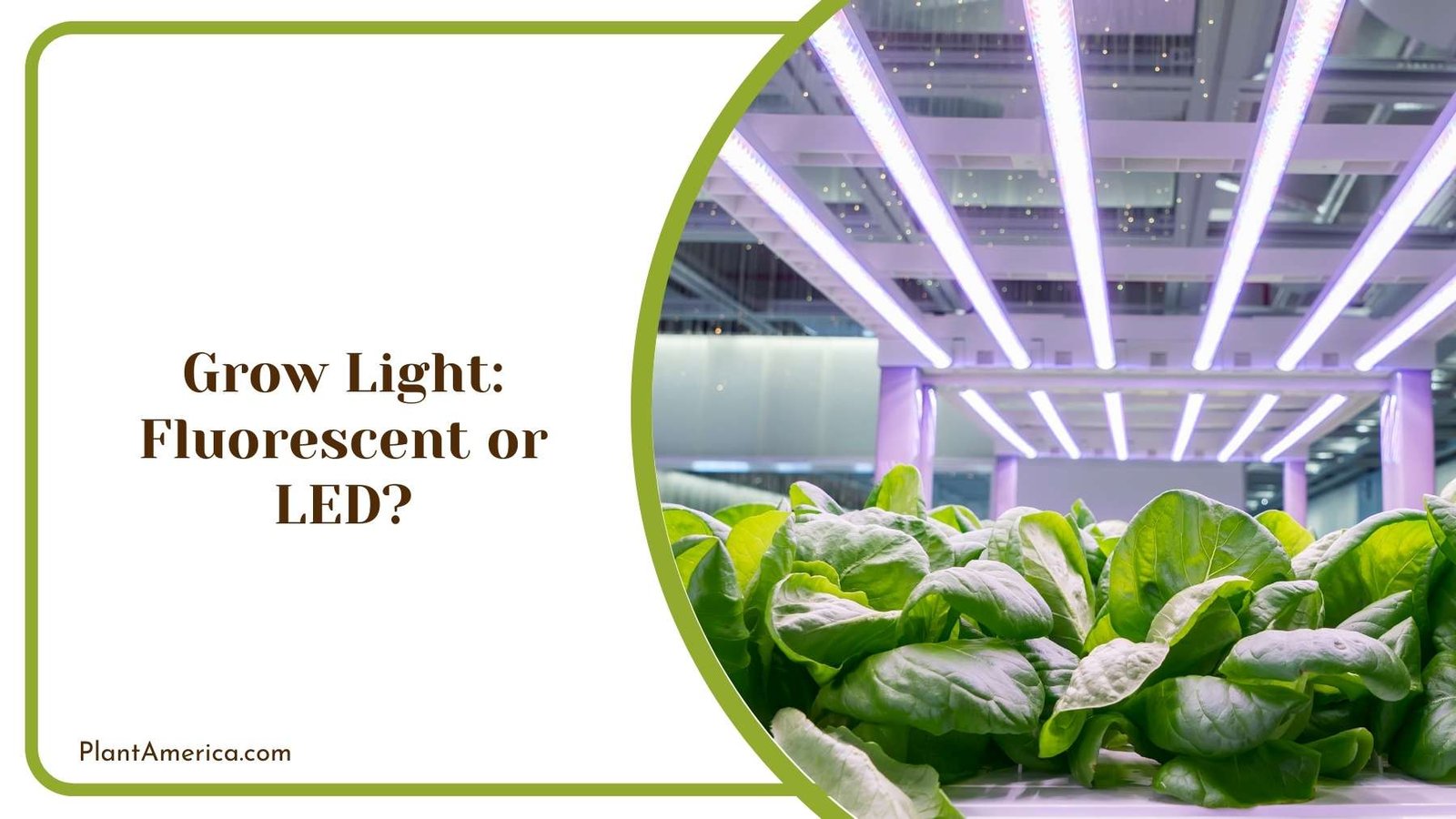 Grow Light In a Green House Plant America