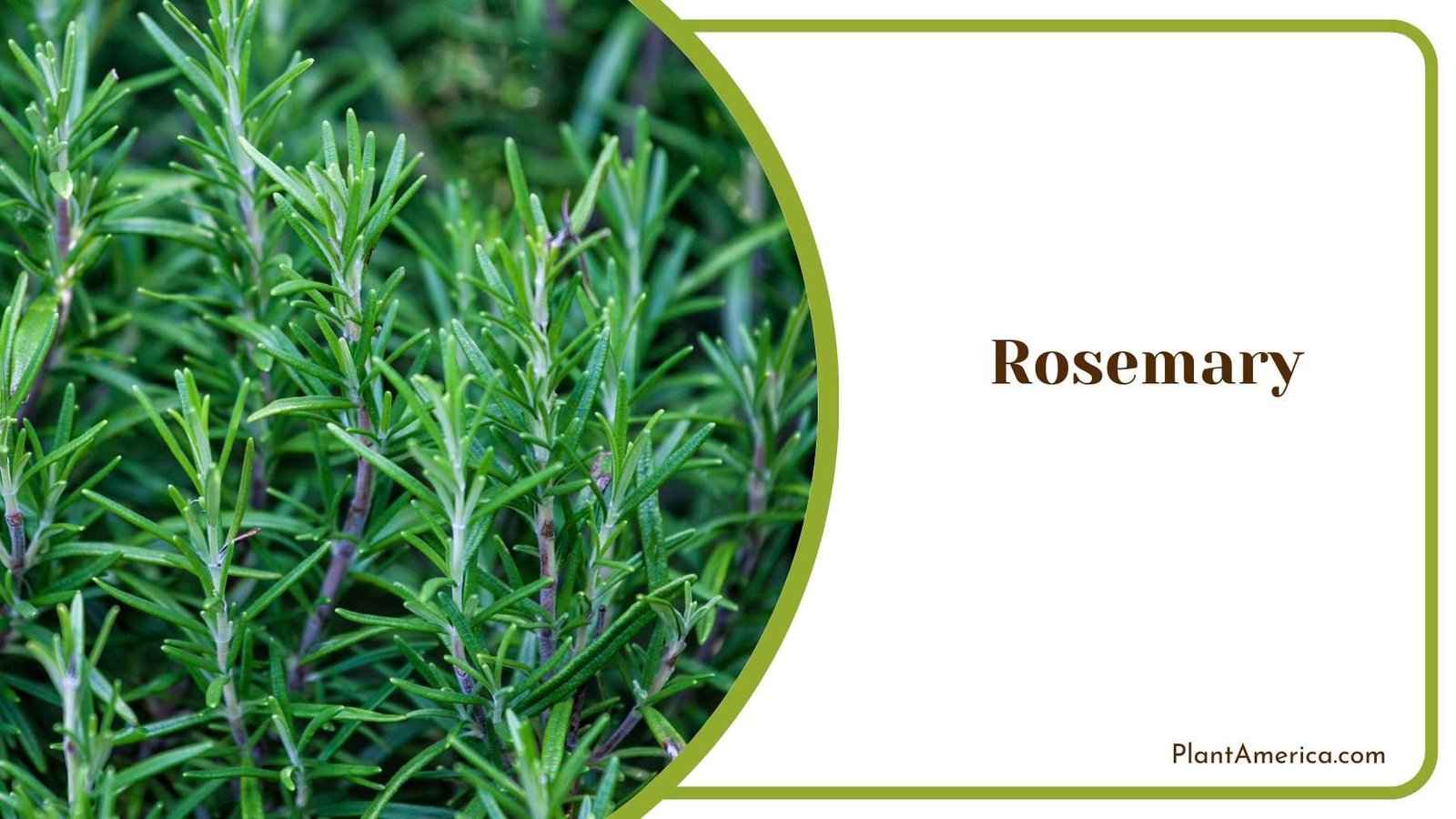 Growing Rosemary in Garden Plant America