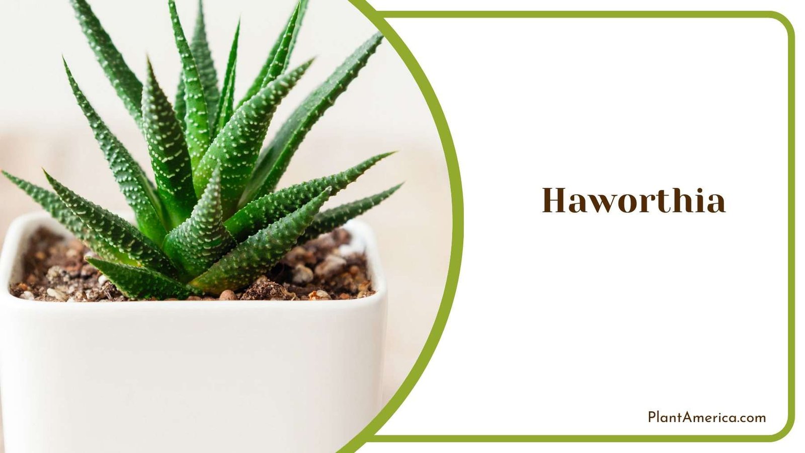 Haworthia Succulent in a Pot Plant America