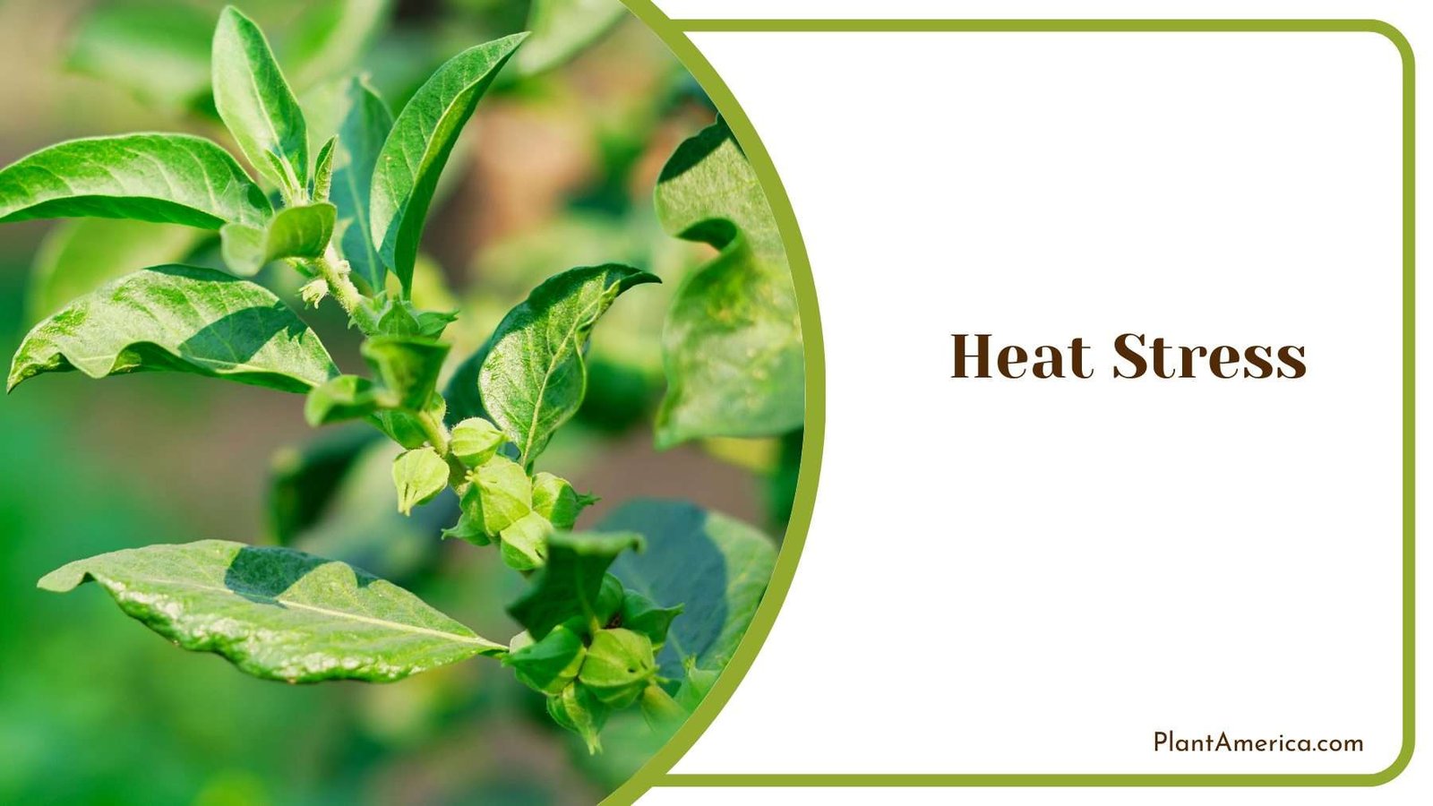 Heat Stress Plants Plant America