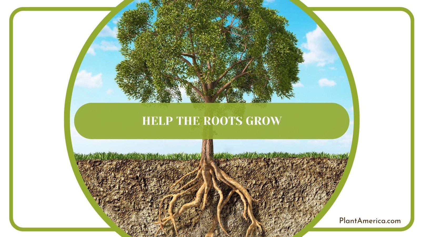 Help the Roots Grow Plant America