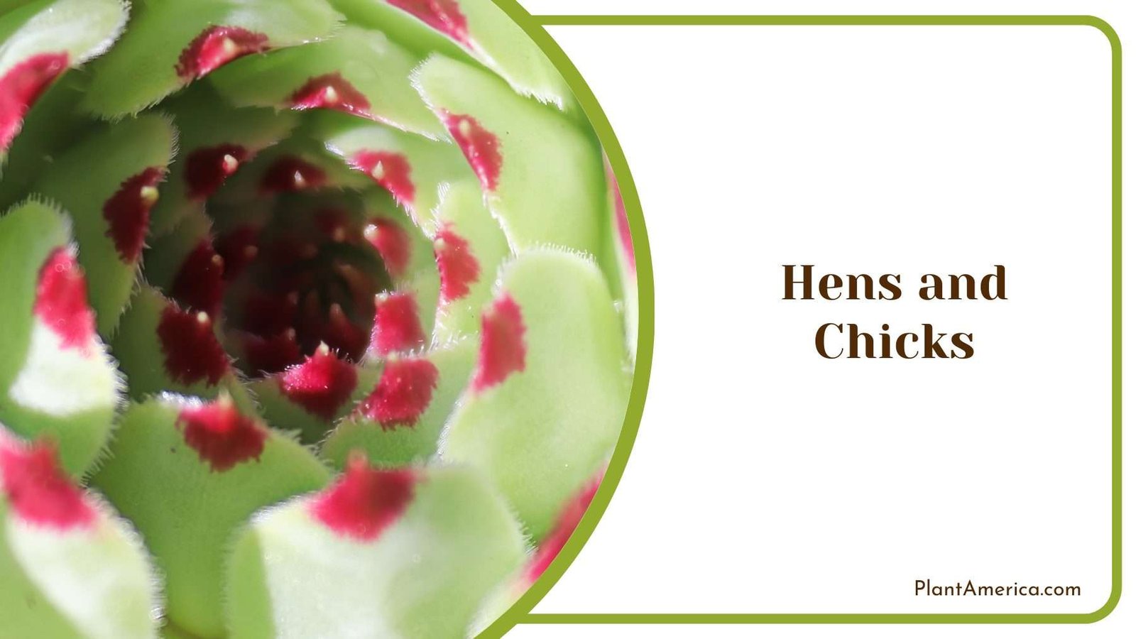 Hens and Chicks Plants Plant America
