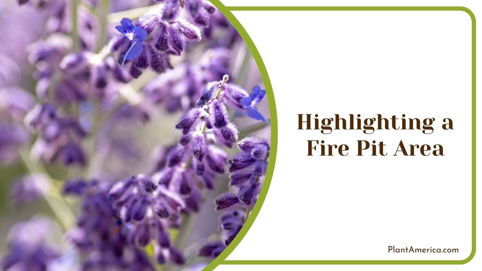 Highlighting a Fire Pit Area Plant America