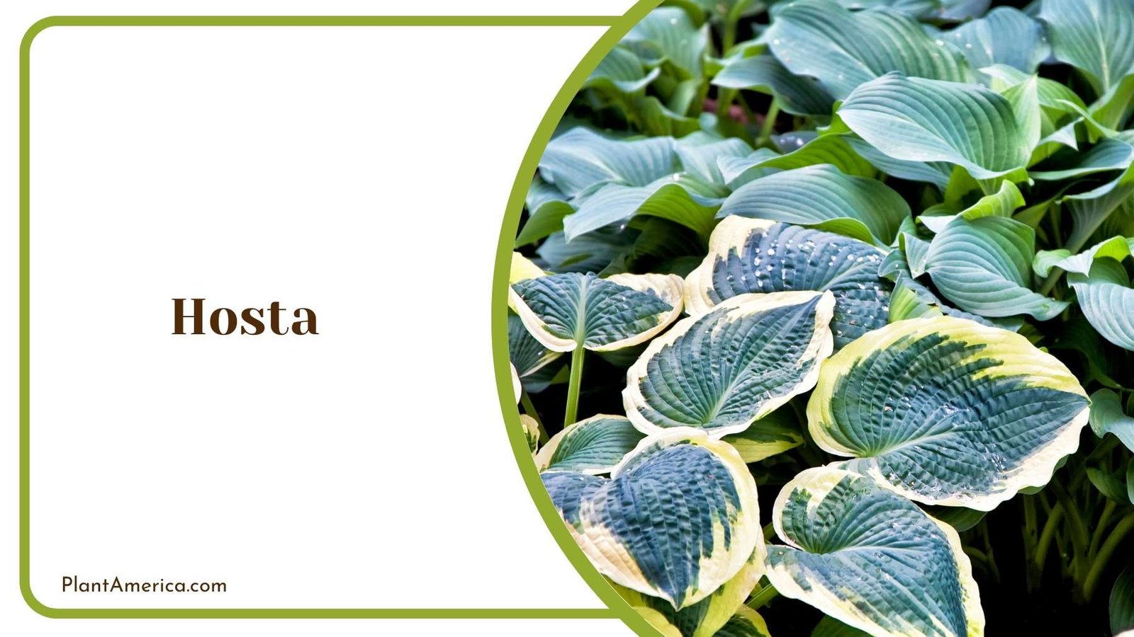 Hosta Plant Plant America