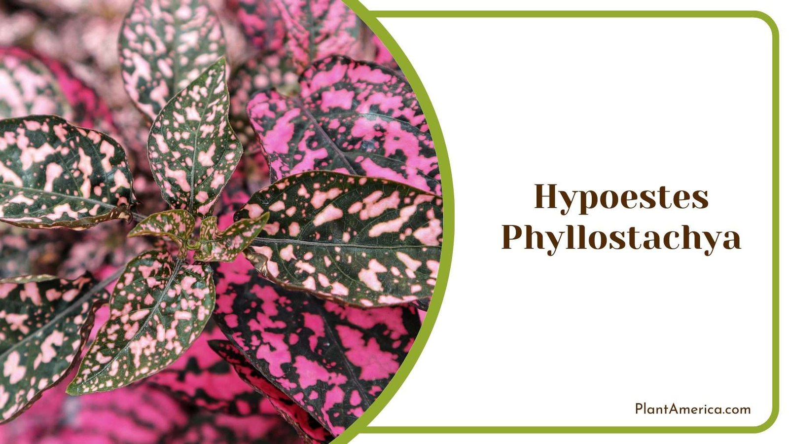 Hypoestes Phyllostachya Plant America