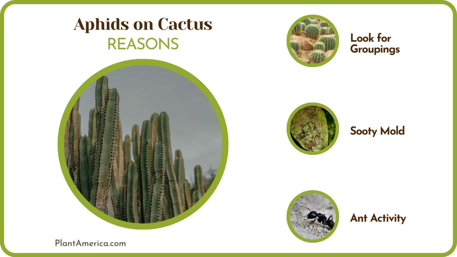 Identify Aphids on Cactus Plant America