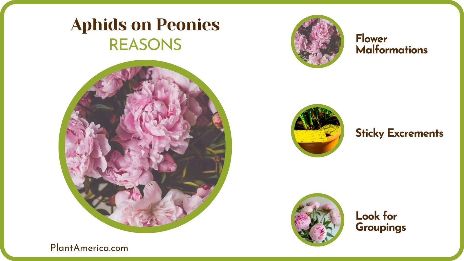 Identify Aphids on Peony Plant America