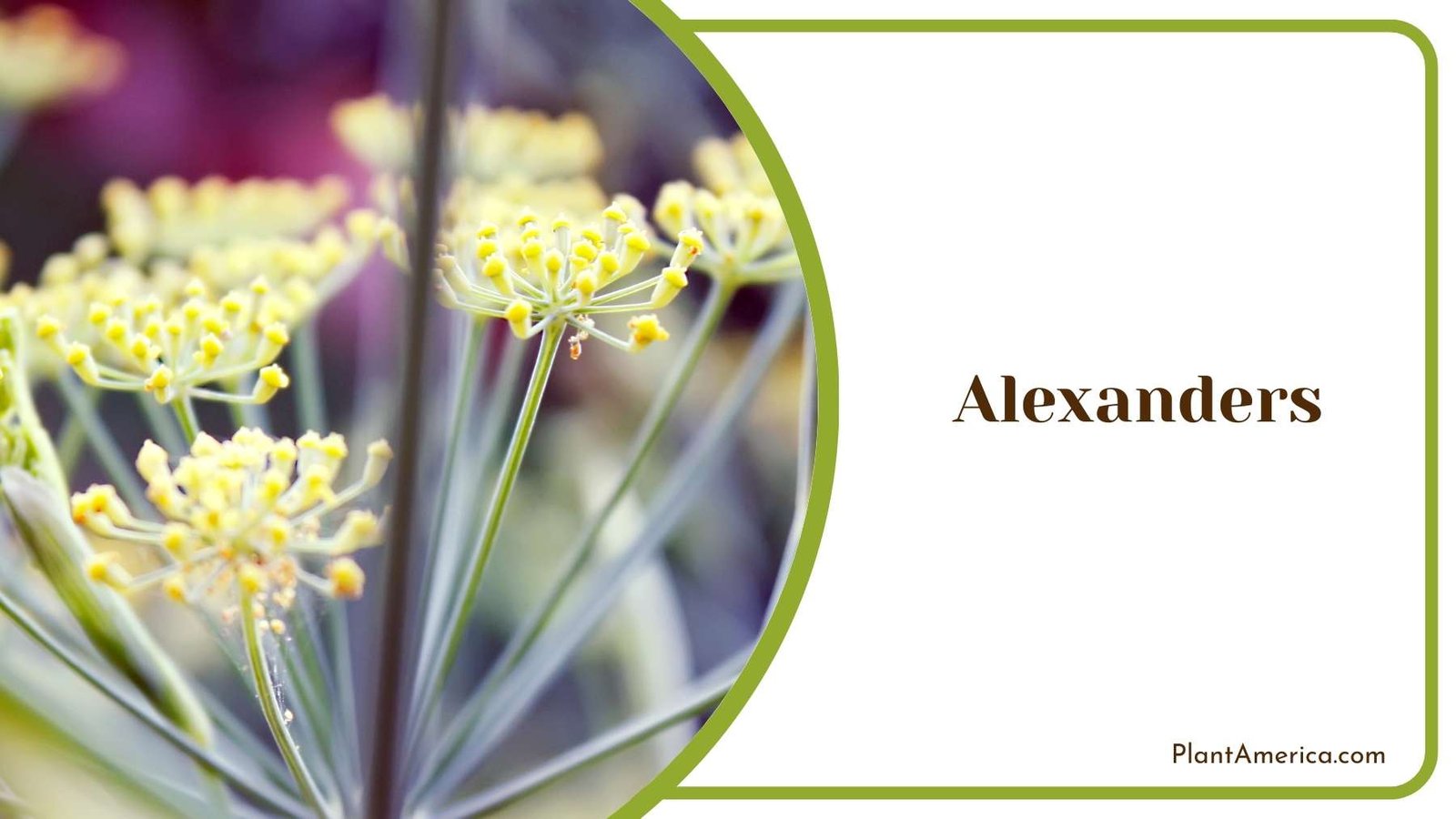 Image Of Alexanders Perennials Plant America