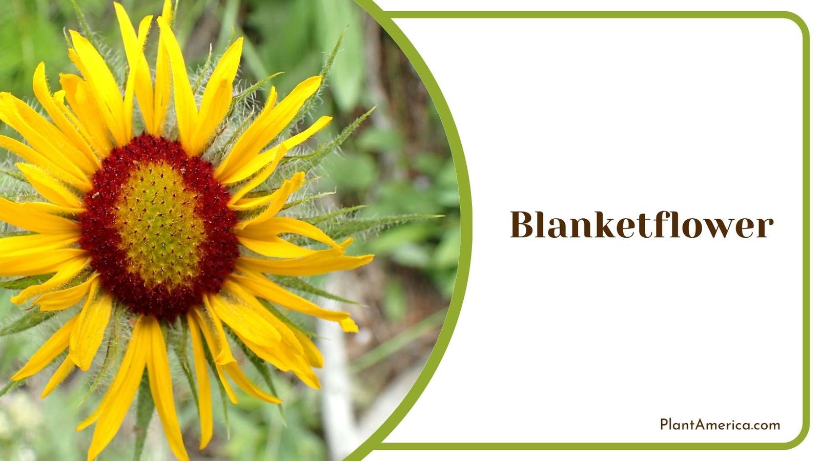 Image Of Blanketflower Plant America Image Of Blanketflower Plant America