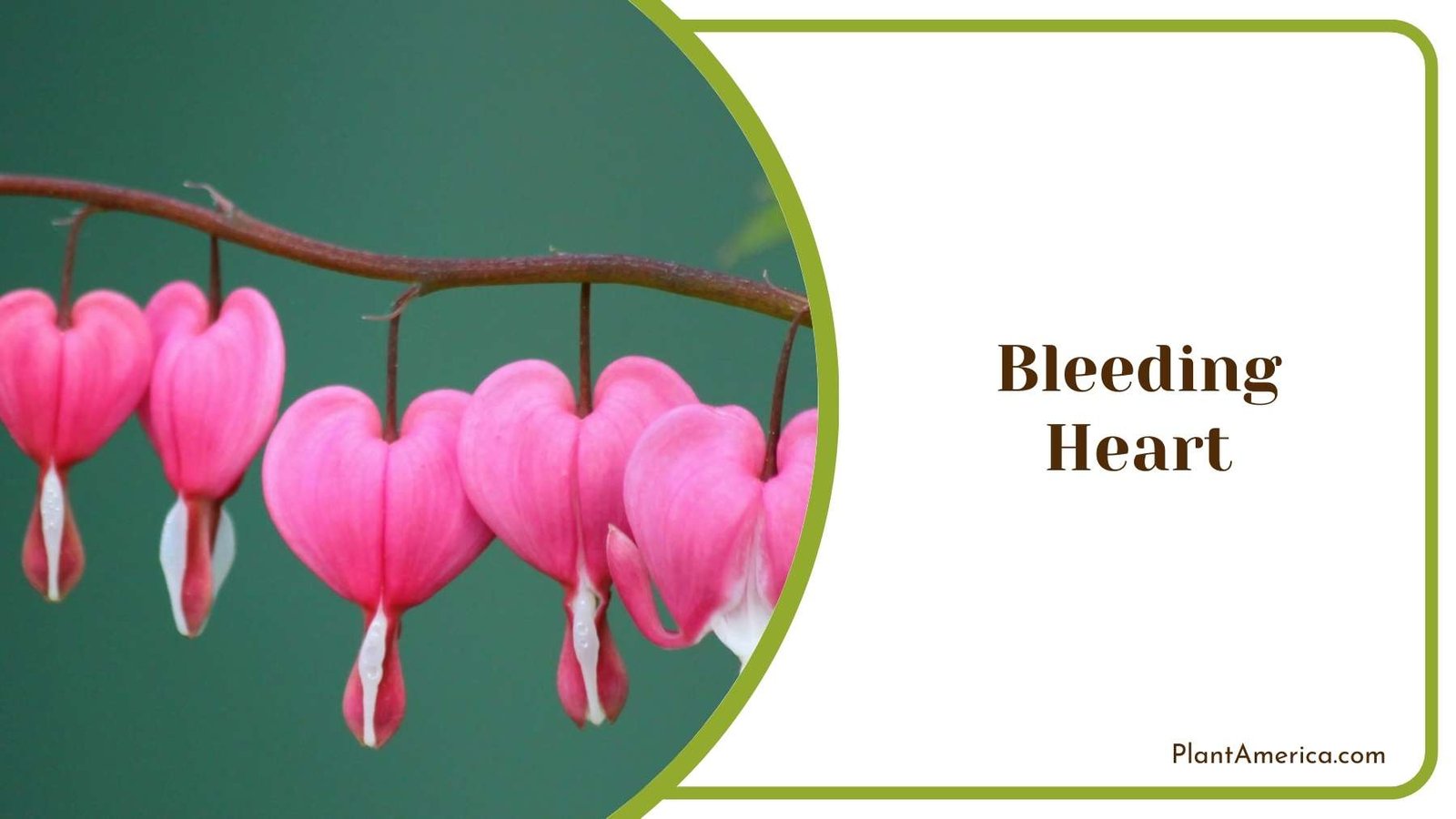 Image Of Bleeding Heart Plant America
