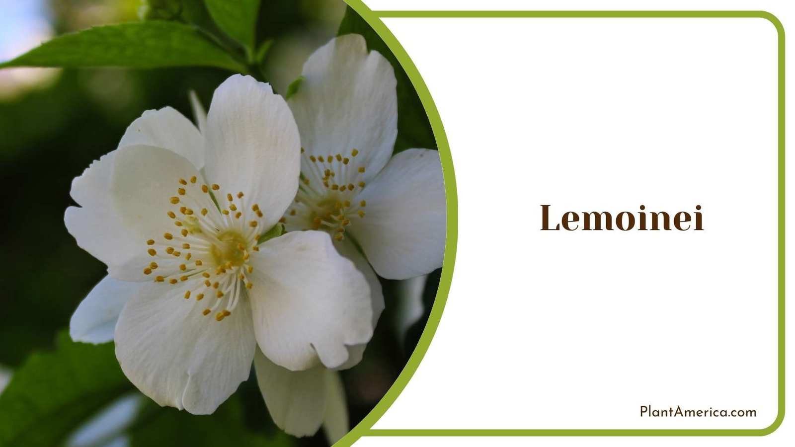 Image Of Lemoinei Mockorange Plant America