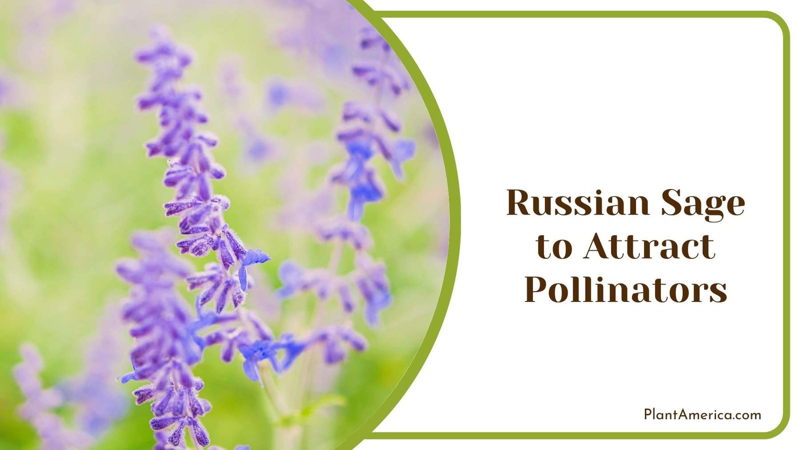 Image Of Russian Sage to Attract Pollinators Plant America