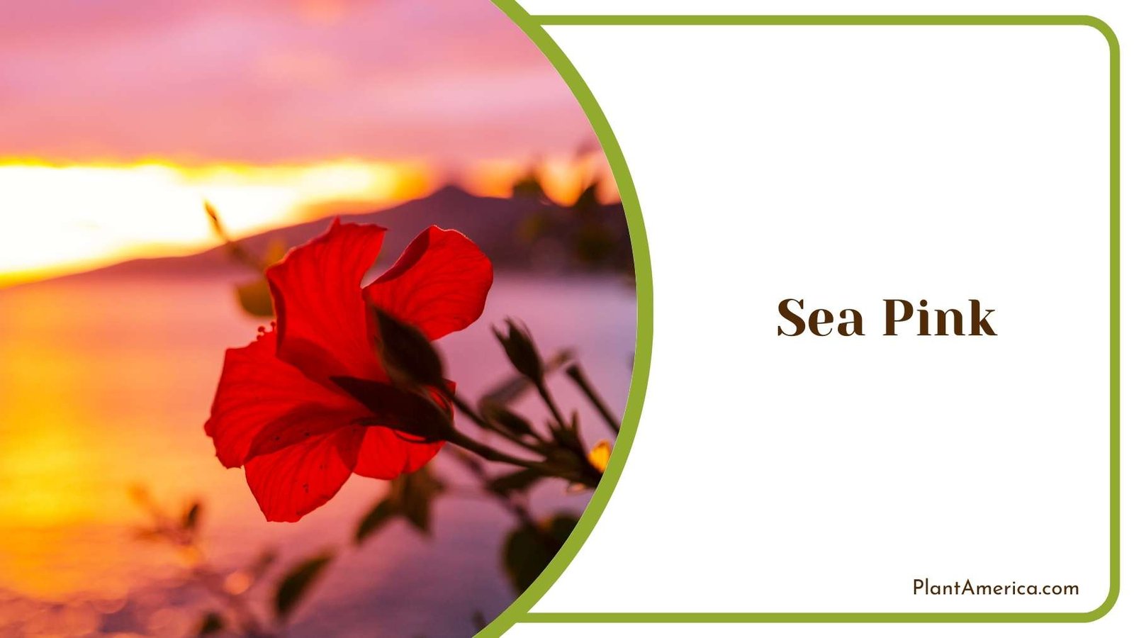Image Of Sea Pink Plant America