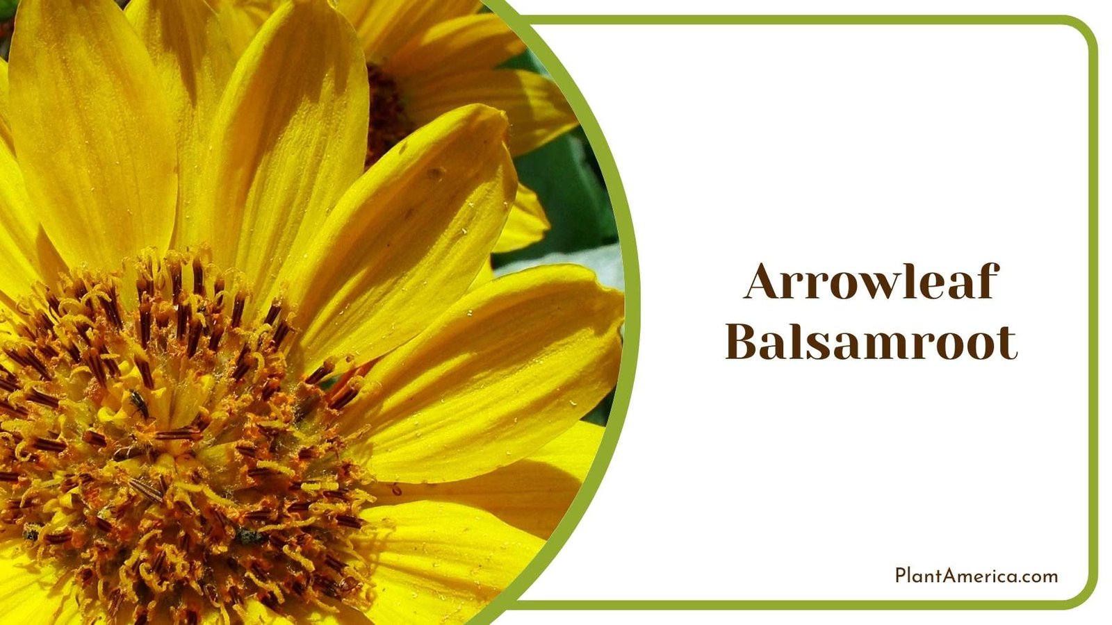 Images Of Arrowleaf Balsamroot Plant America