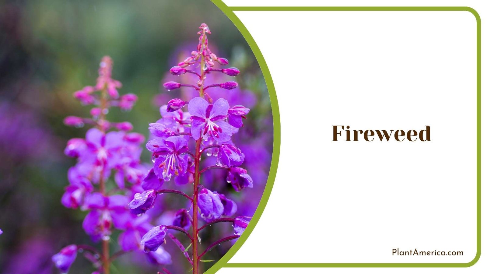 Images Of Fireweed Plant America