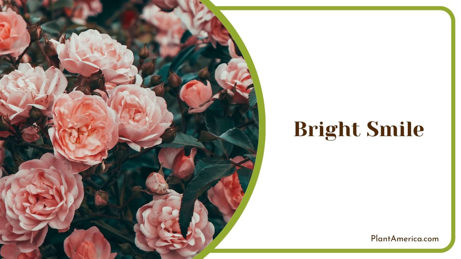 Indoor Plant Bright Smile Plant America