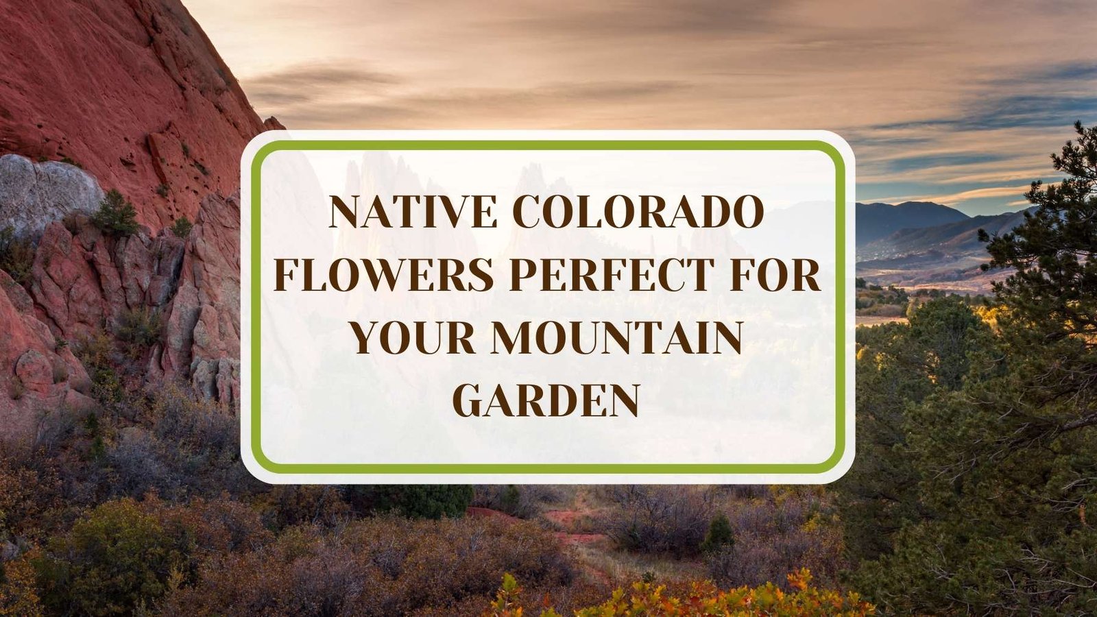 Informative Article On Native Colorado Flowers Perfect for Your Mountain Garden Plant America 20 Native Colorado Flowers Perfect for Your Mountain Garden