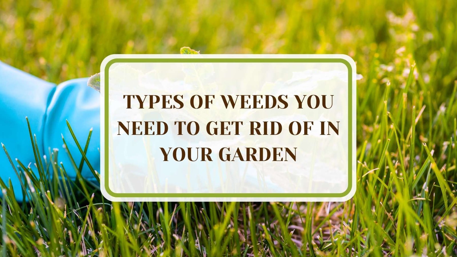 Informative Article On Types of Weeds You Need to Get Rid of in Your Garden Plant America 24 Types of Weeds You Need to Get Rid of in Your Garden
