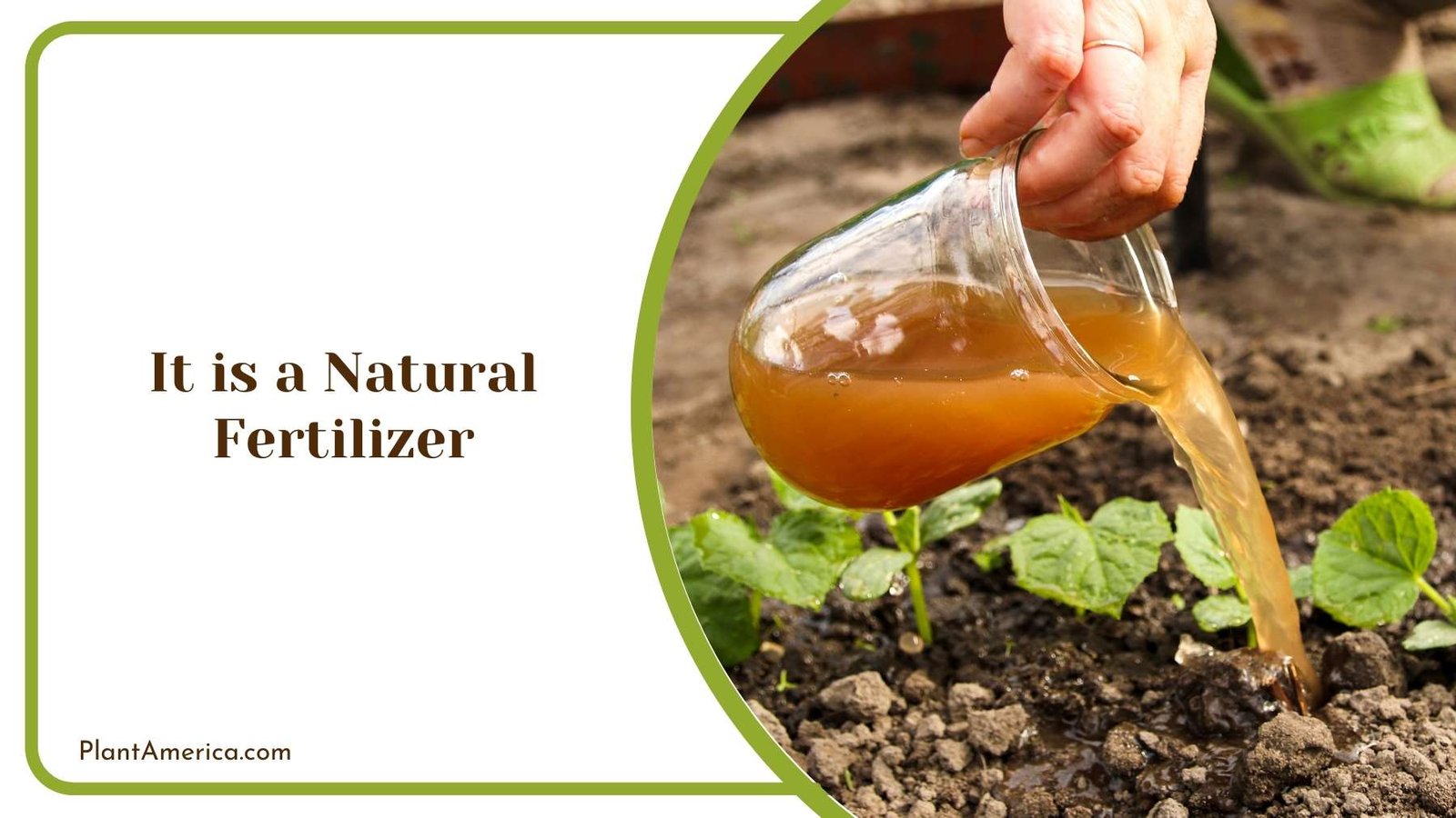 It is a Natural Fertilizer Plant America It is a Natural Fertilizer Plant America
