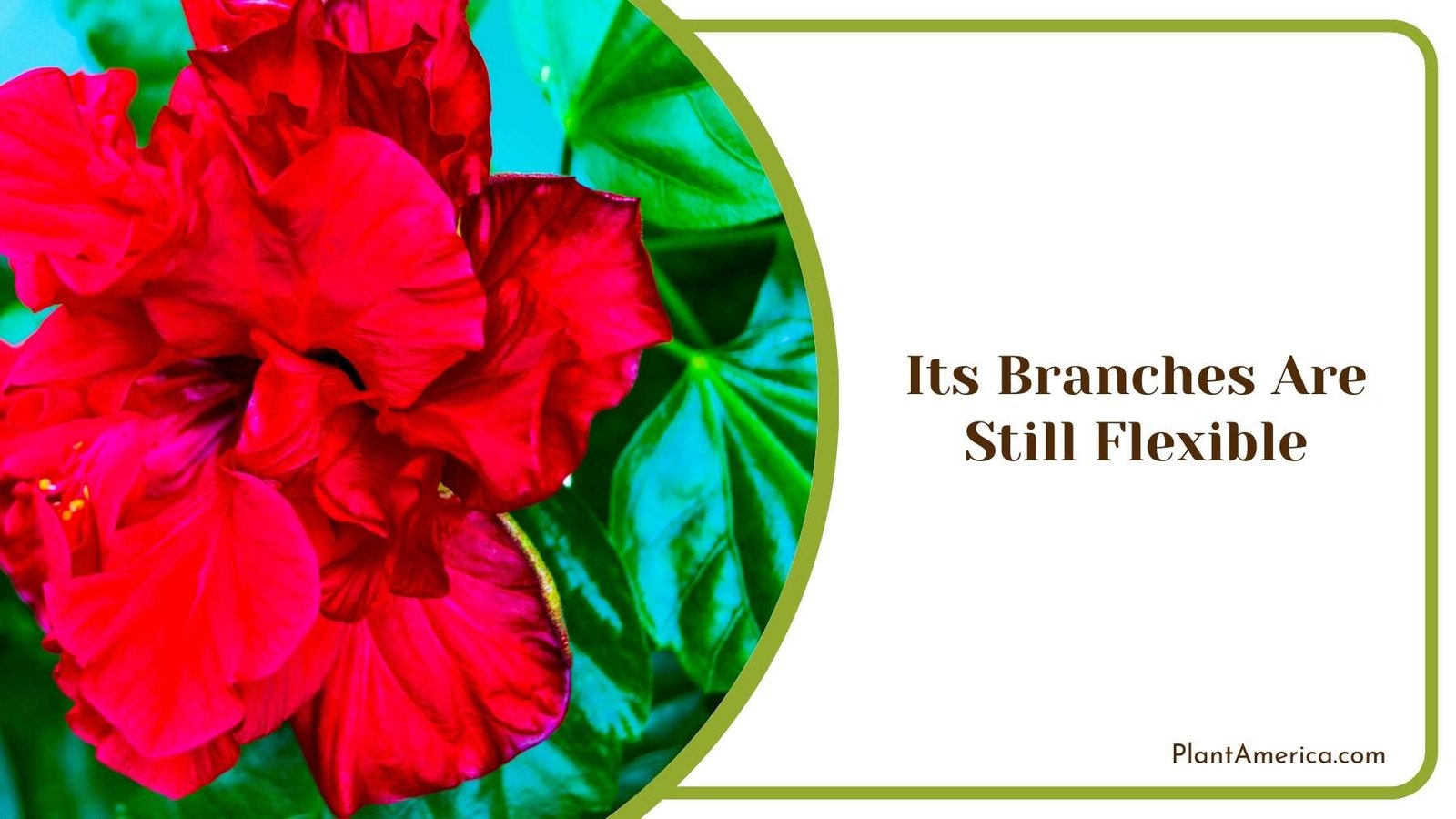 Its Branches Are Still Flexible Plant America Its Branches Are Still Flexible Plant America