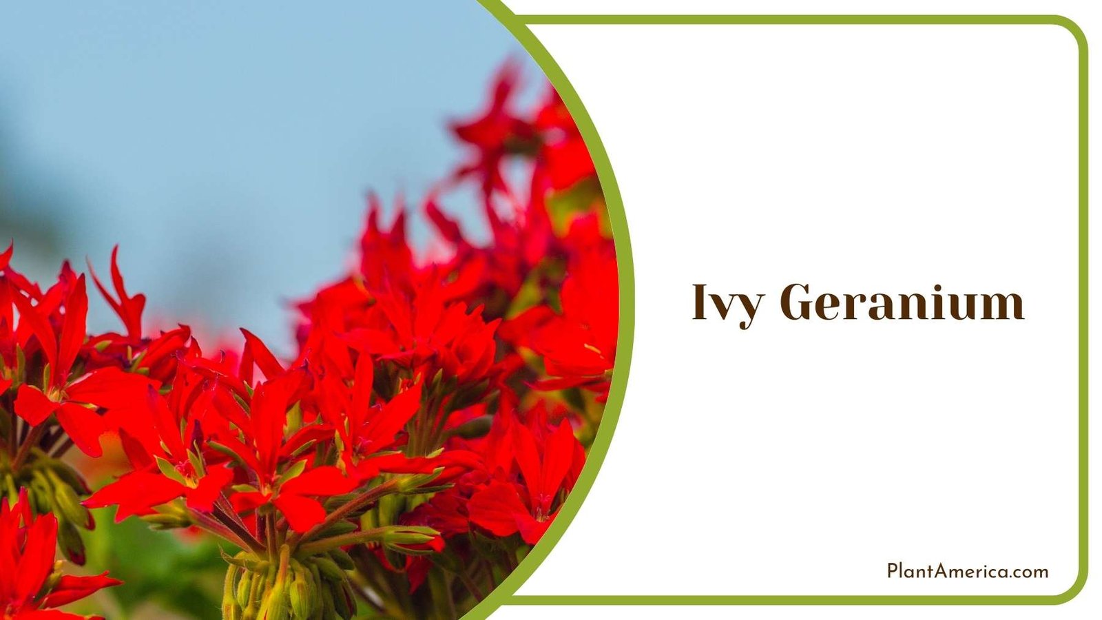 Ivy Geranium Picture Plant America