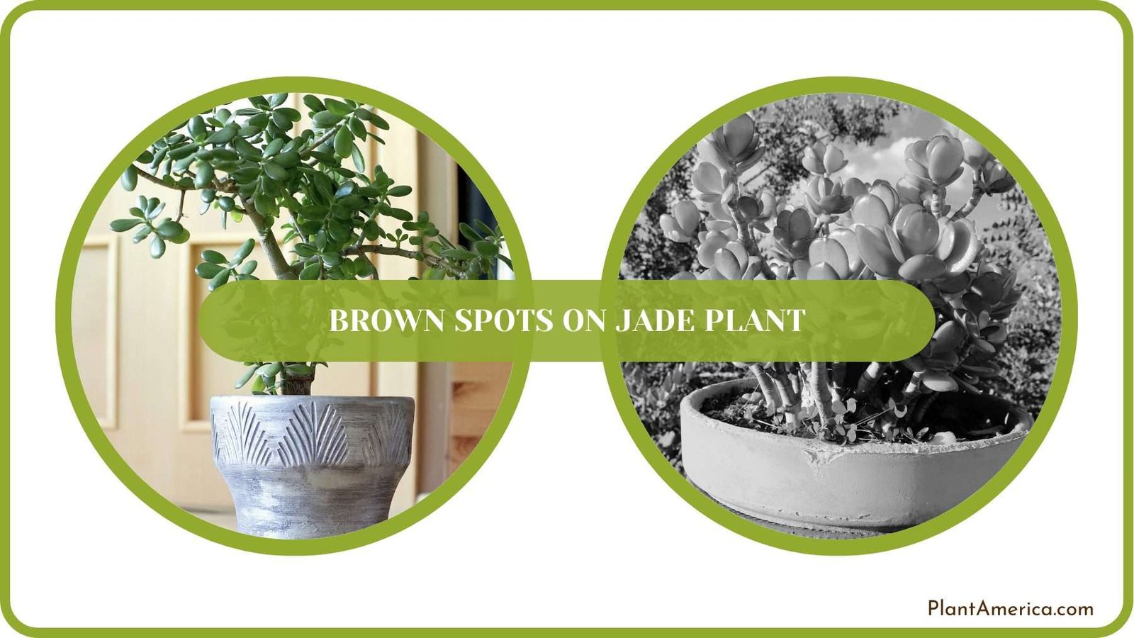 Jade Plant Care Plant America