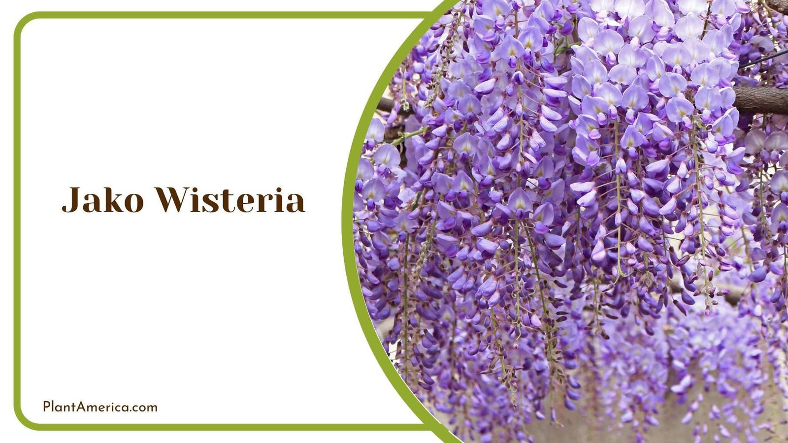 Jako Wisteria Plant America