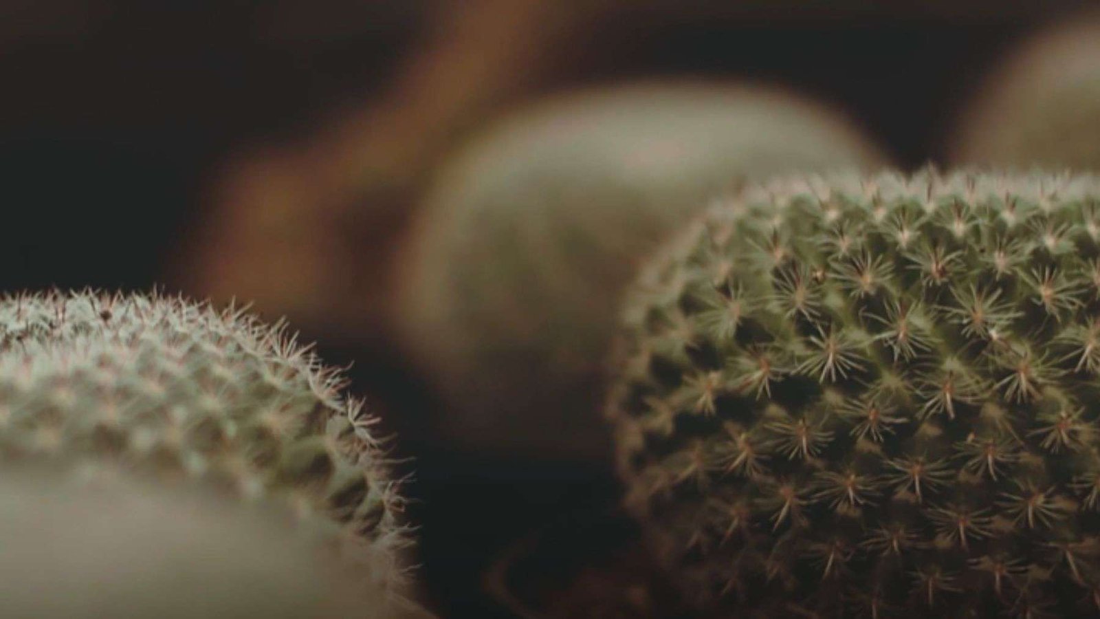 Japanese Cactus Soil Requirement Plant America