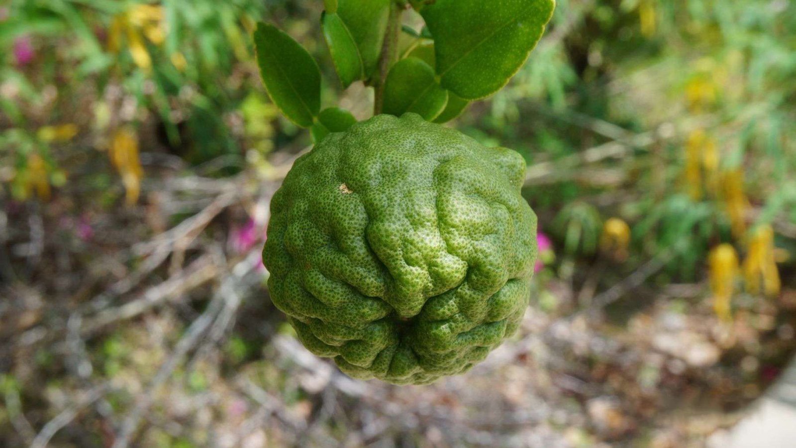 Kaffir Lime as Indoor Plant PlantAmerica