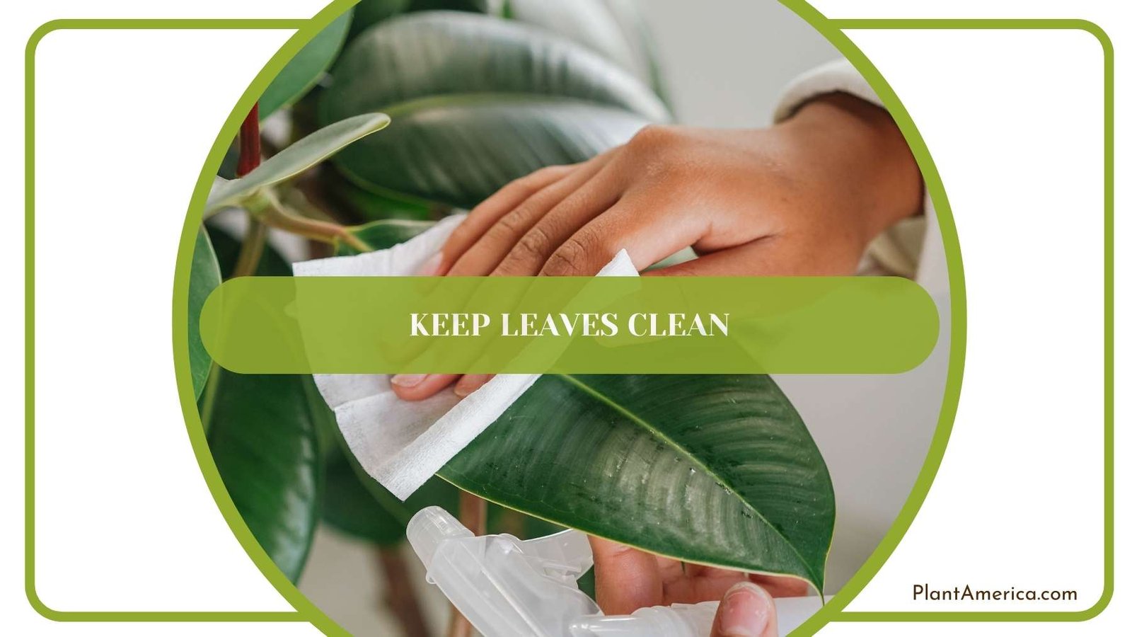 Keep Leaves Clean Plant America