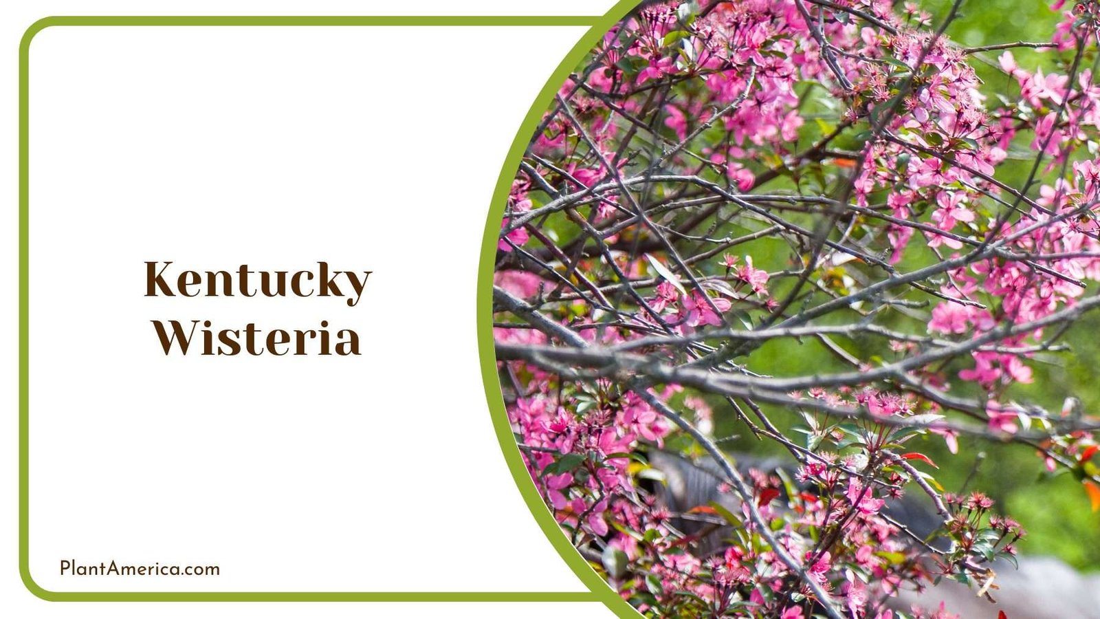 Kentucky Wisteria Plant America