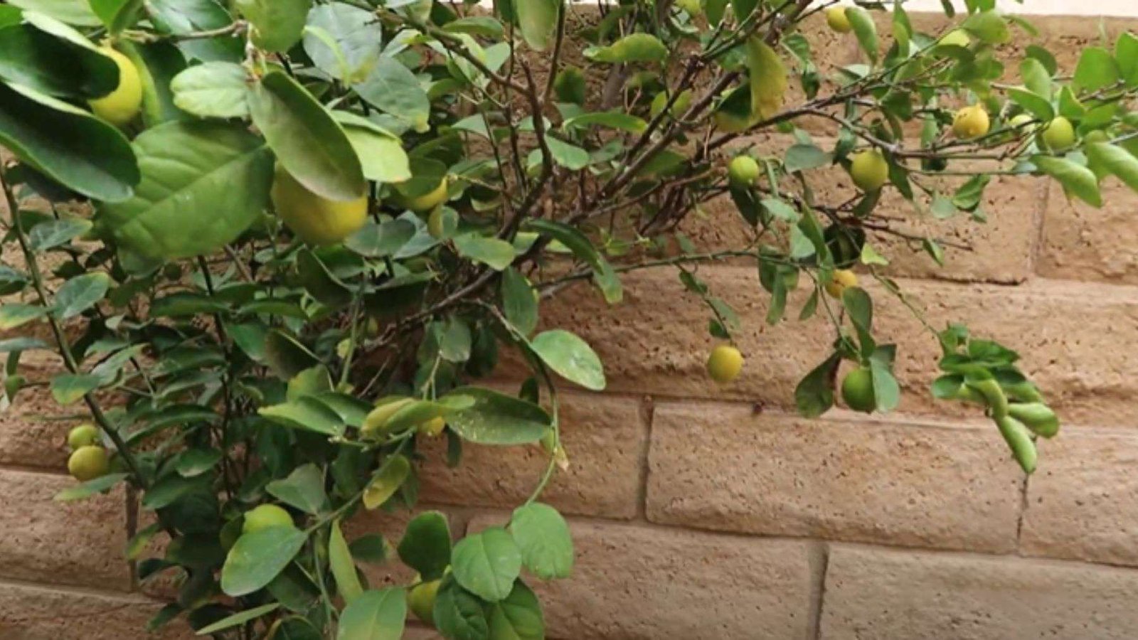 Key Lime Growing Condition PlantAmerica