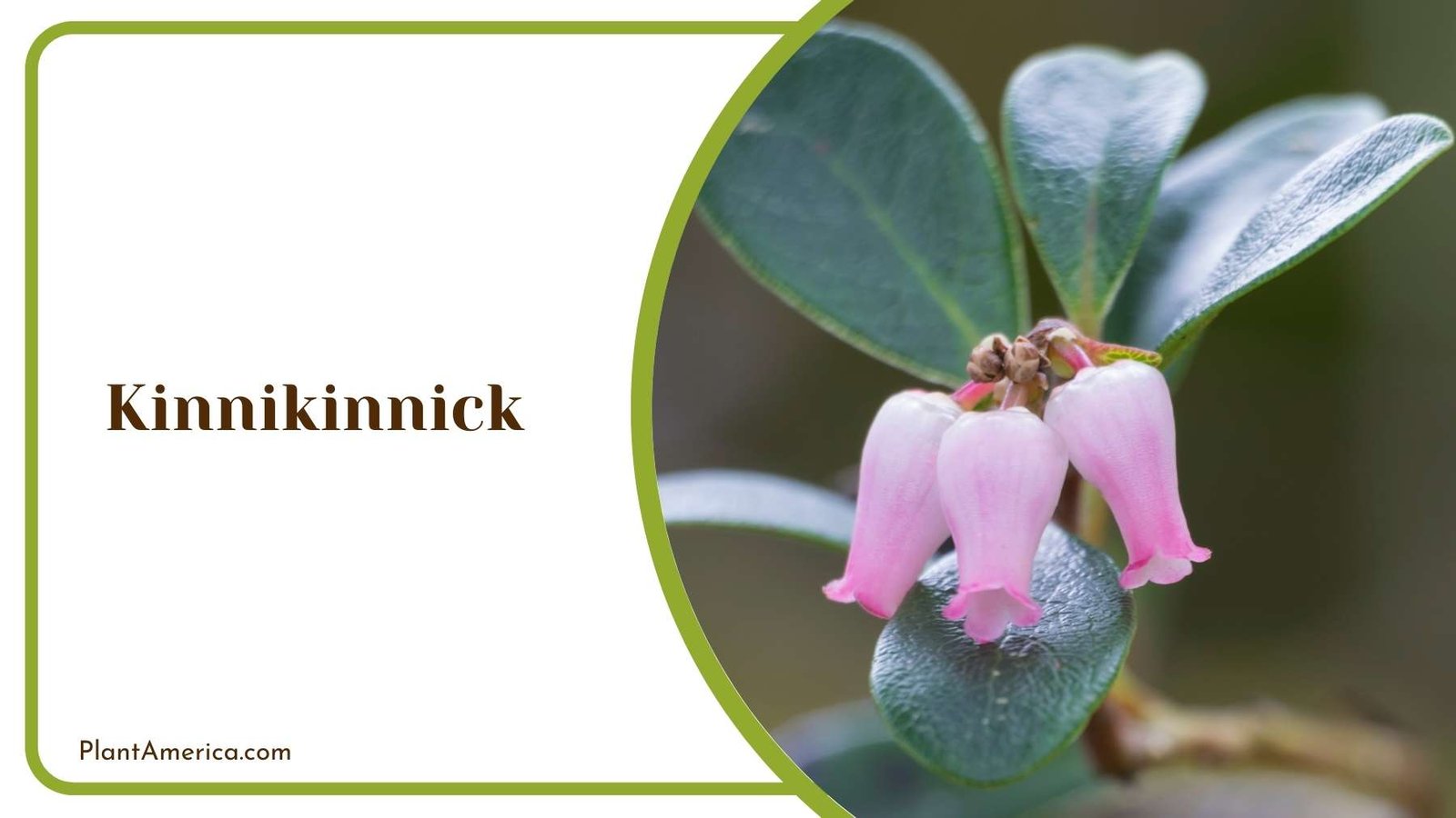 Kinnikinnick Plant America