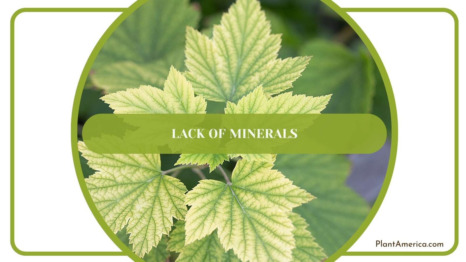Lack of Minerals Closer Shot Plant America