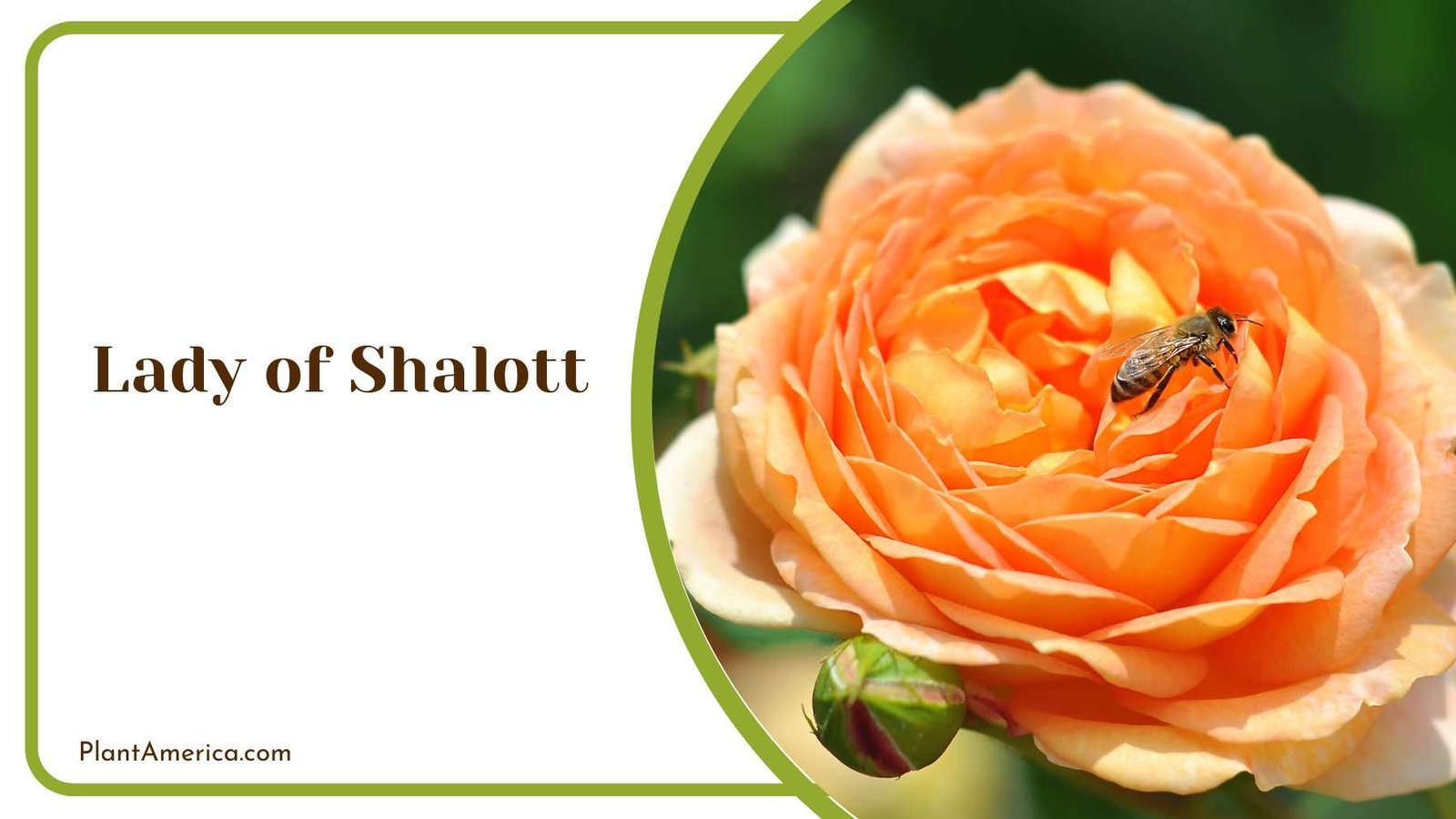 Lady of Shalott Plant America