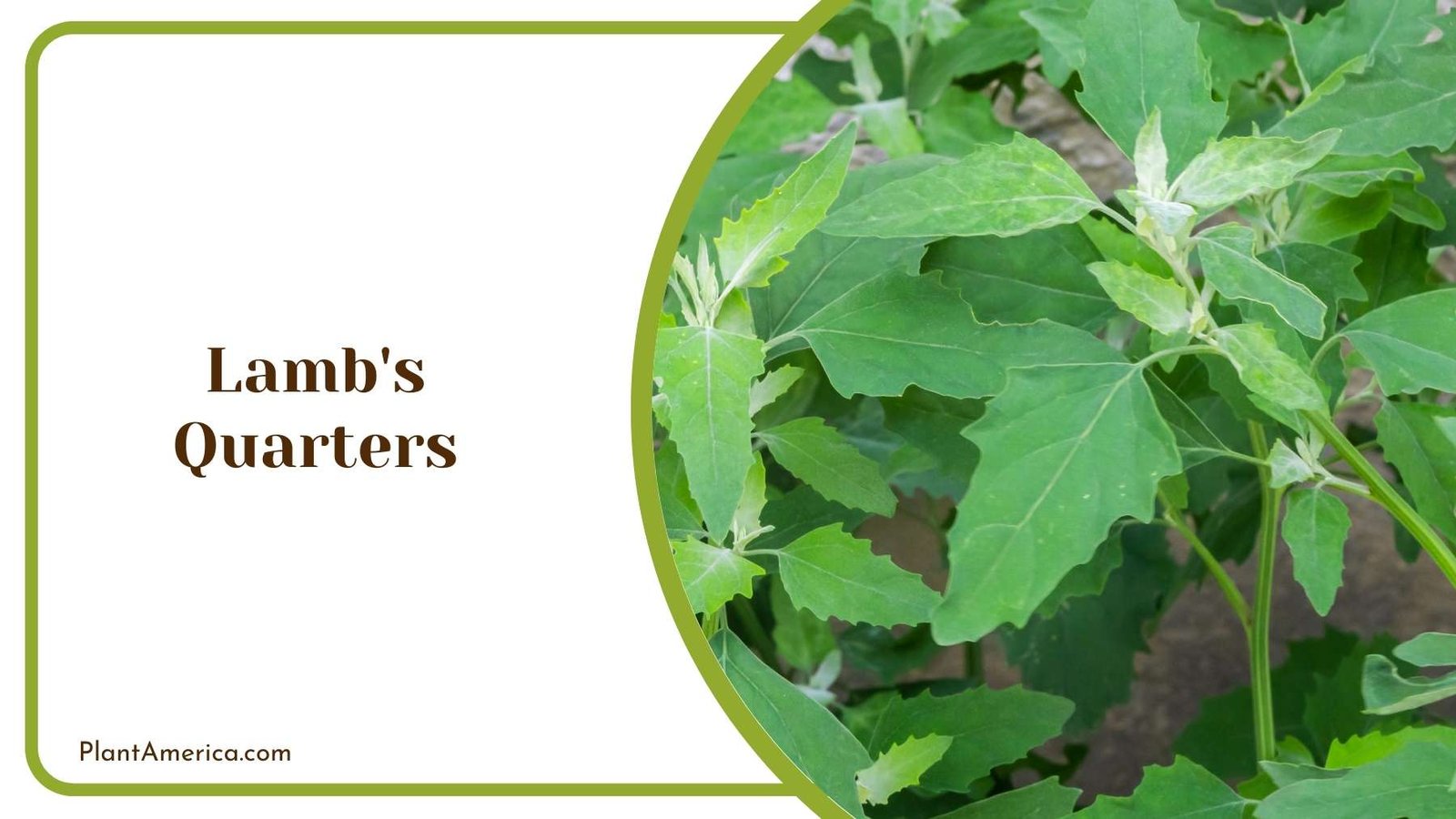Lamb s Quarters Leaves Details Plant America Lamb s Quarters Leaves Details Plant America