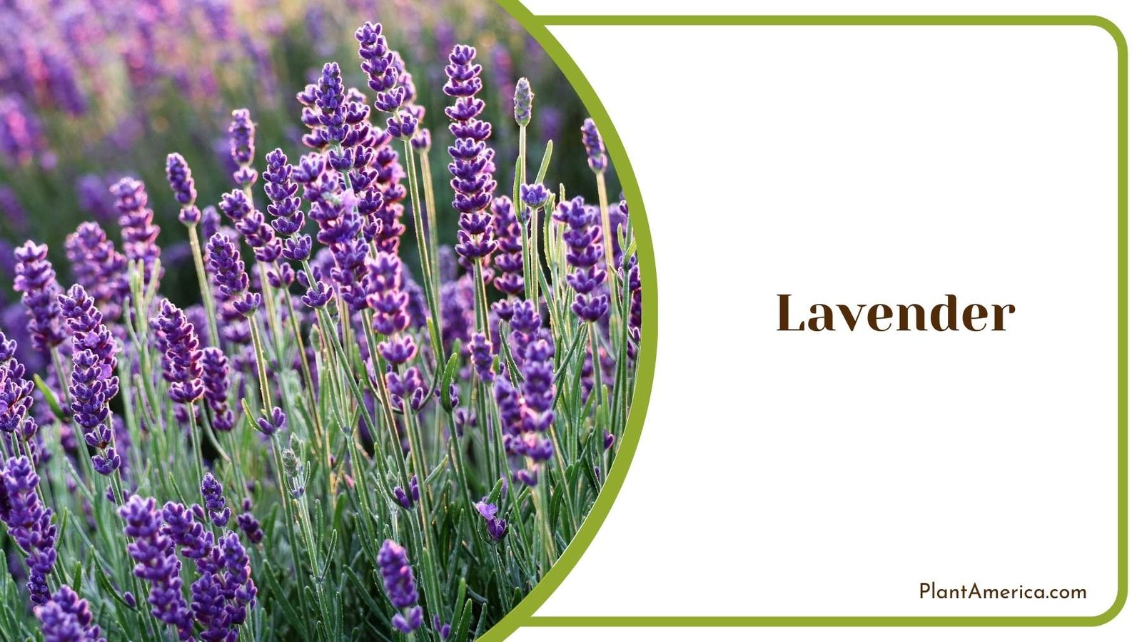 Lavender In a Farm Plant America