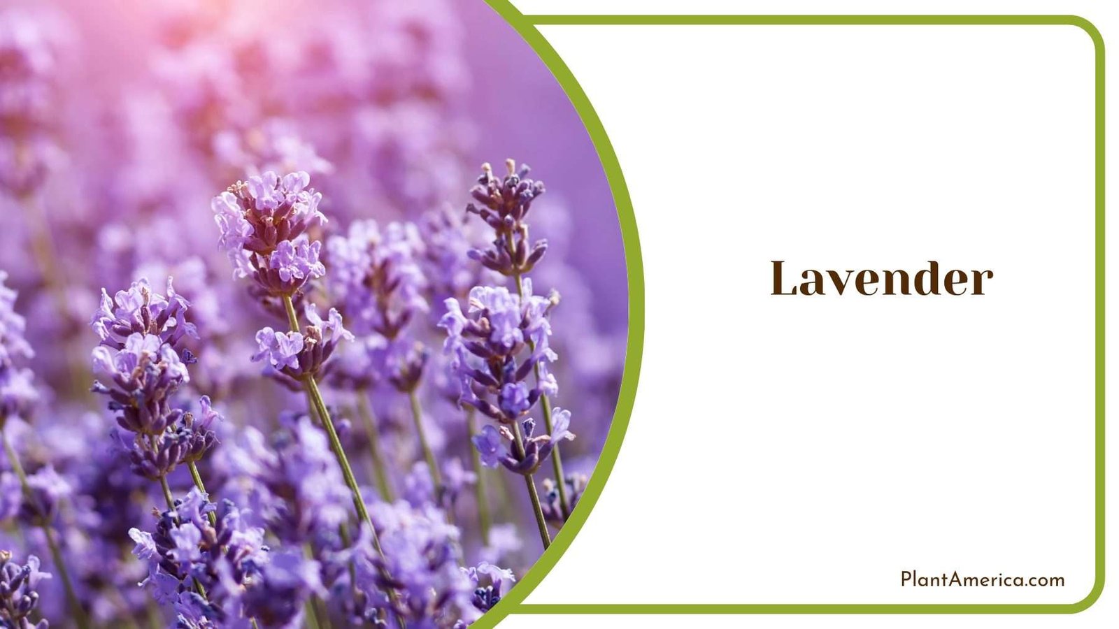 Lavender in Garden Plant America