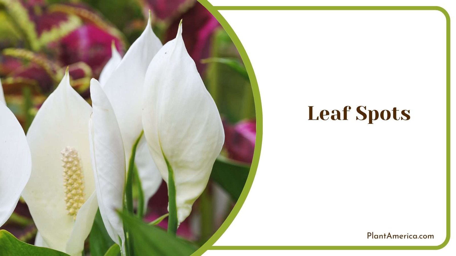 Leaf Spots on Peace Lily Plant America