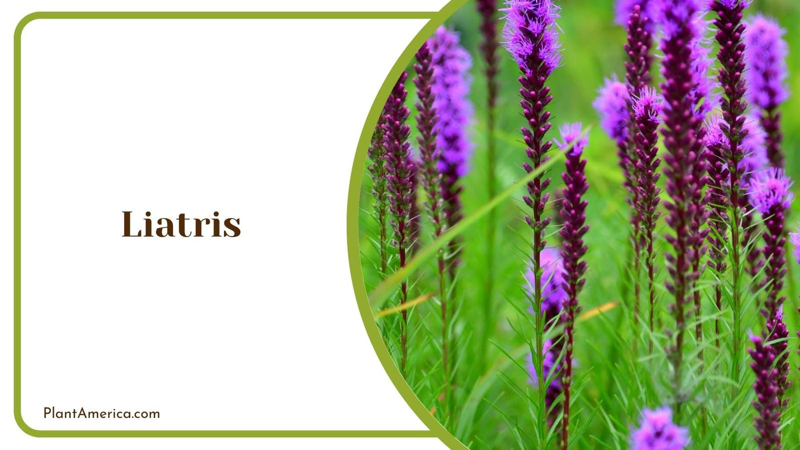Liatris Plant In Land Plant America