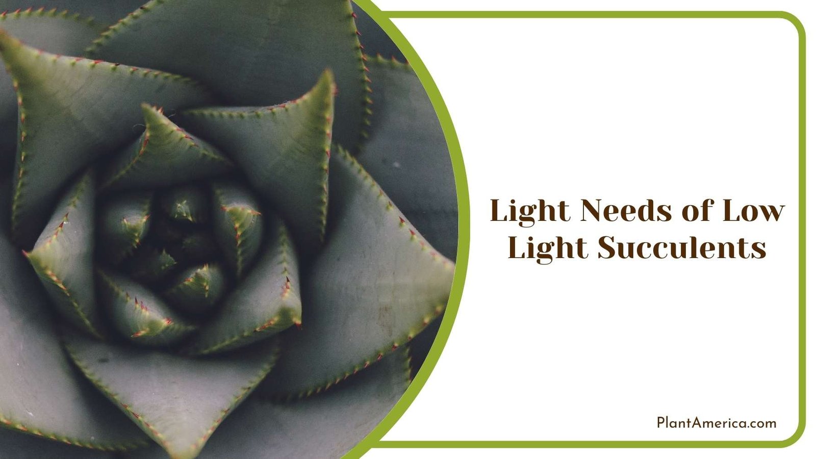 Light Needs of Low Light Succulents Plant America