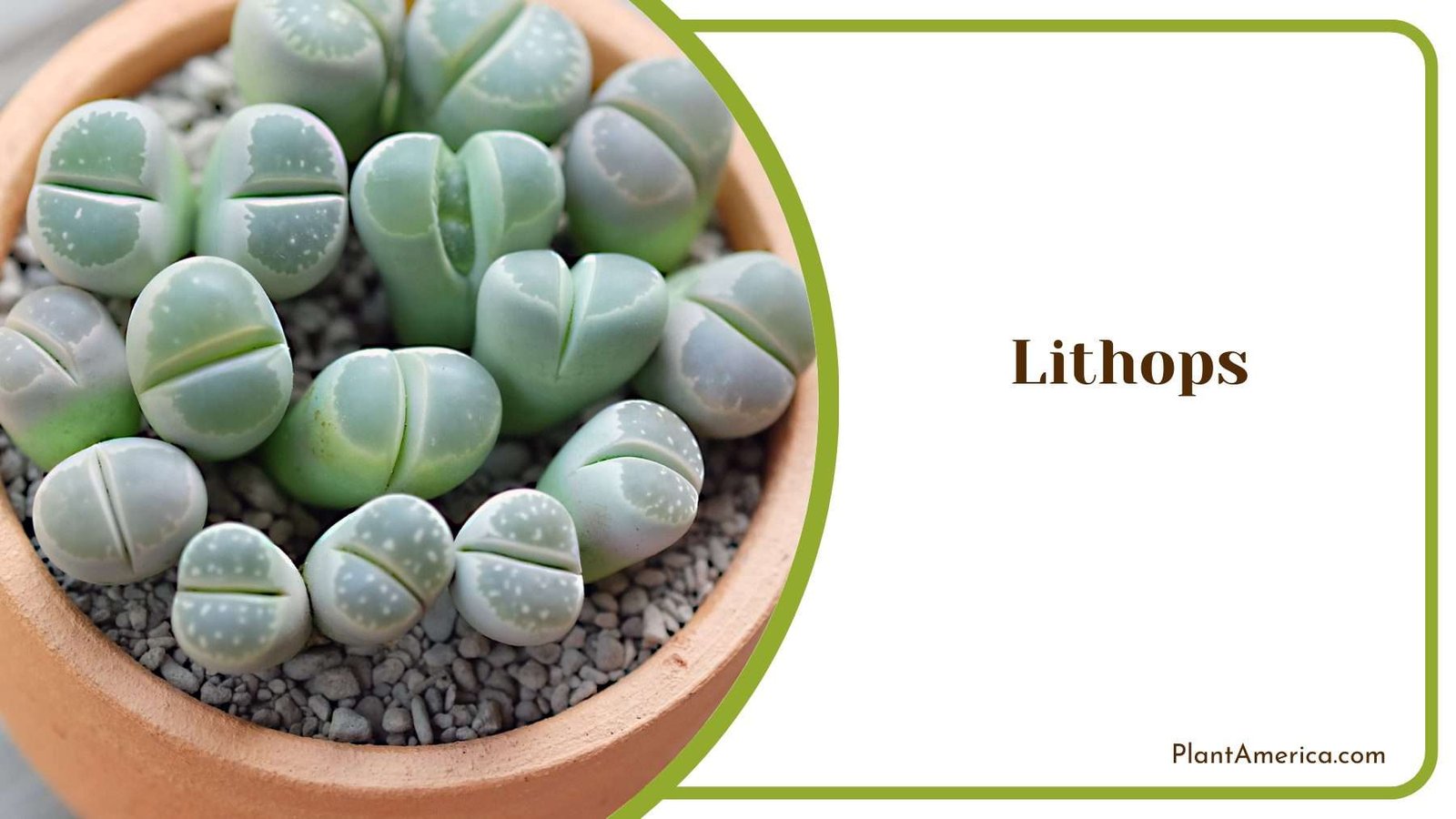 Lithops Plants Plant America