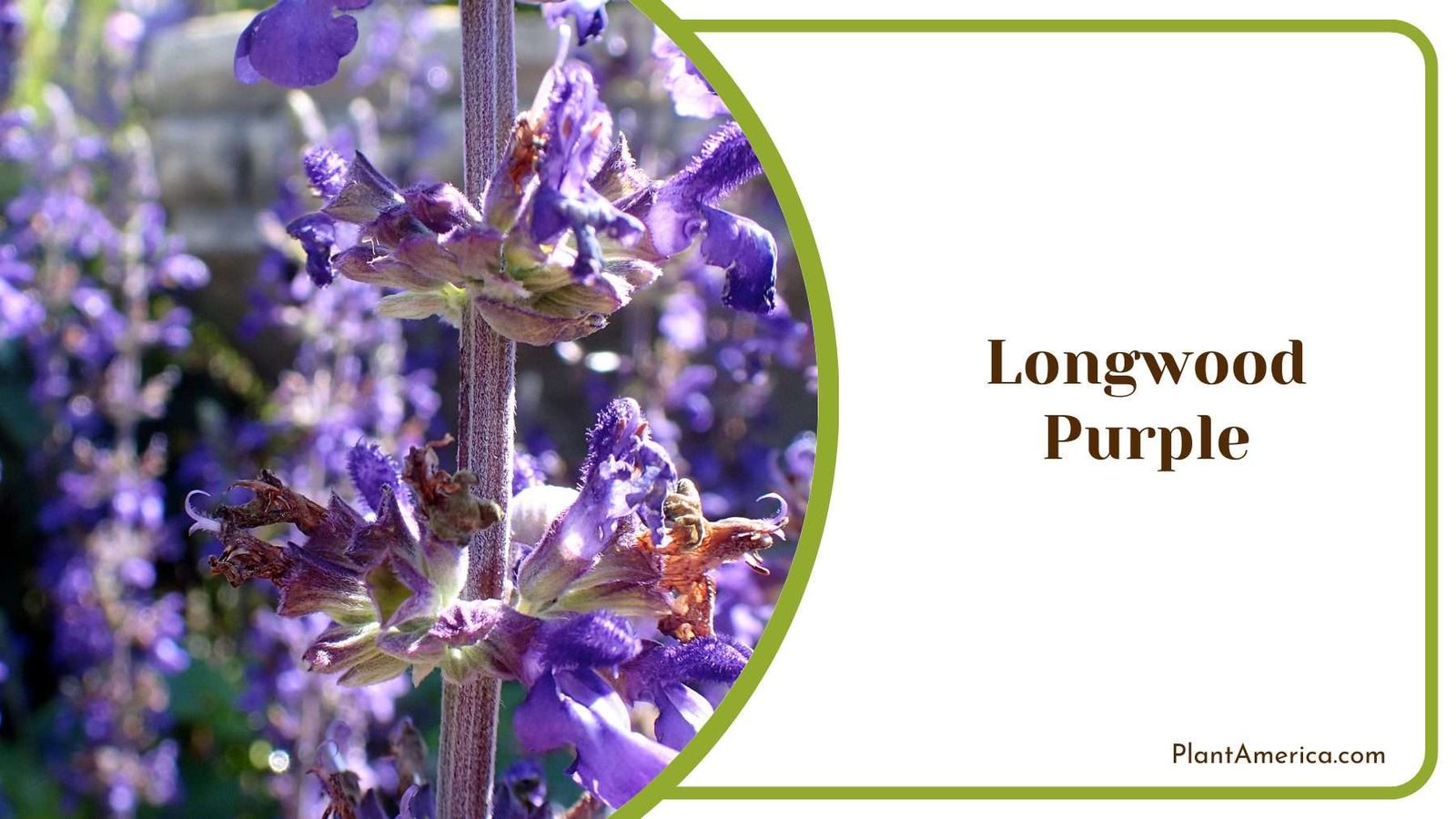 Longwood Purple Flower Plant America