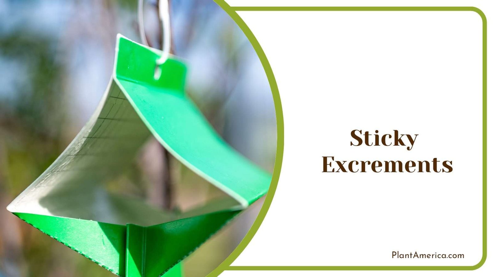 Look for Sticky Excrements Plant America